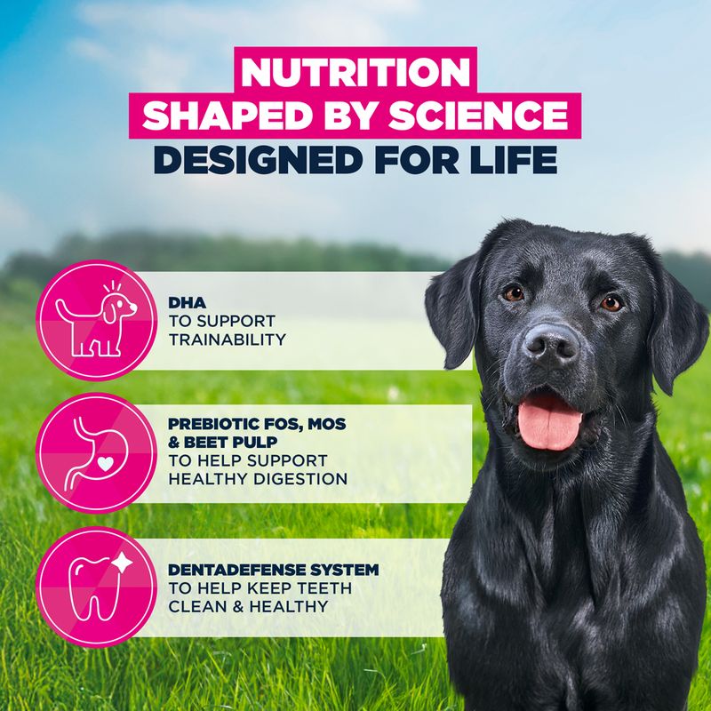Eukanuba Premium Nutrition Junior Large & Giant Breed Chicken
