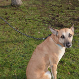 JULIUS-K9 IDC® Rope Lead || Julius-K9 || view 4