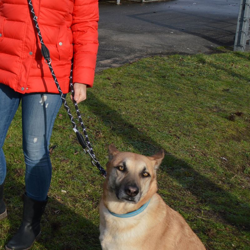 Person in a red jacket holding a dog on a black-and-white patterned lead. The dog wears a blue collar and stands on grass.