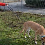 Dog on a black-and-white patterned lead, held by a person in a red jacket. Dog stands on green grass in front of a metal fence.