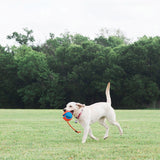Dog playing with a blue ball with a red handle on grass. Product shows dog toy in use.