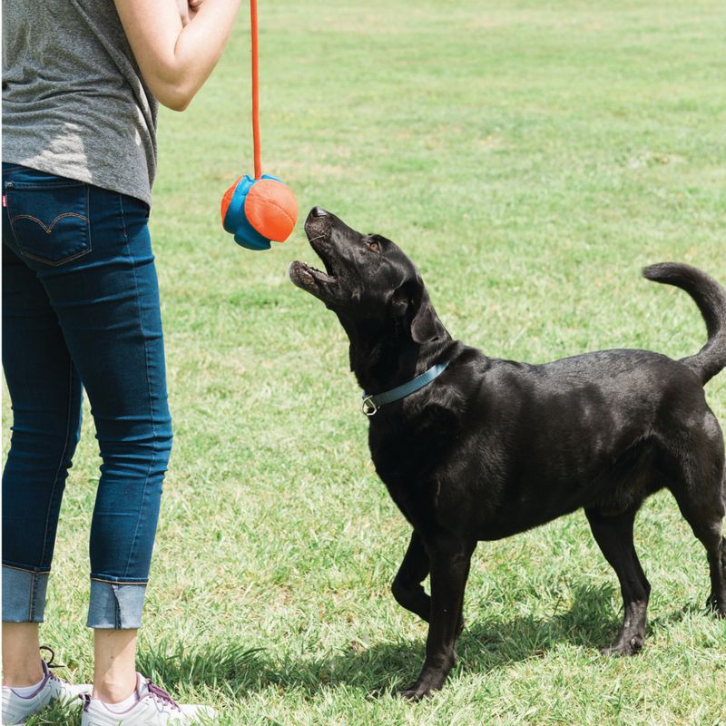 Person playing with a black dog looking at a red and blue ball on a string. Scene on a green meadow.