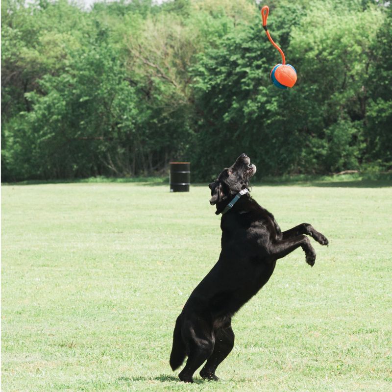 Dog jumping on a meadow after an orange-blue toy with handle floating in the air.