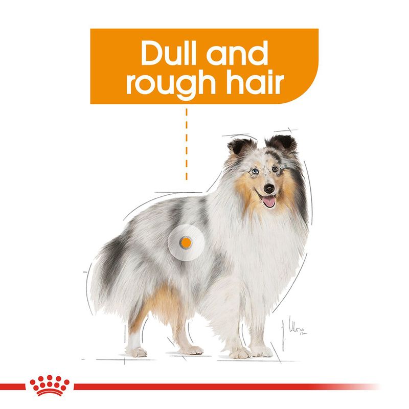 Royal Canin Coat Care Loaf || Royal Canin Care Nutrition || view 3
