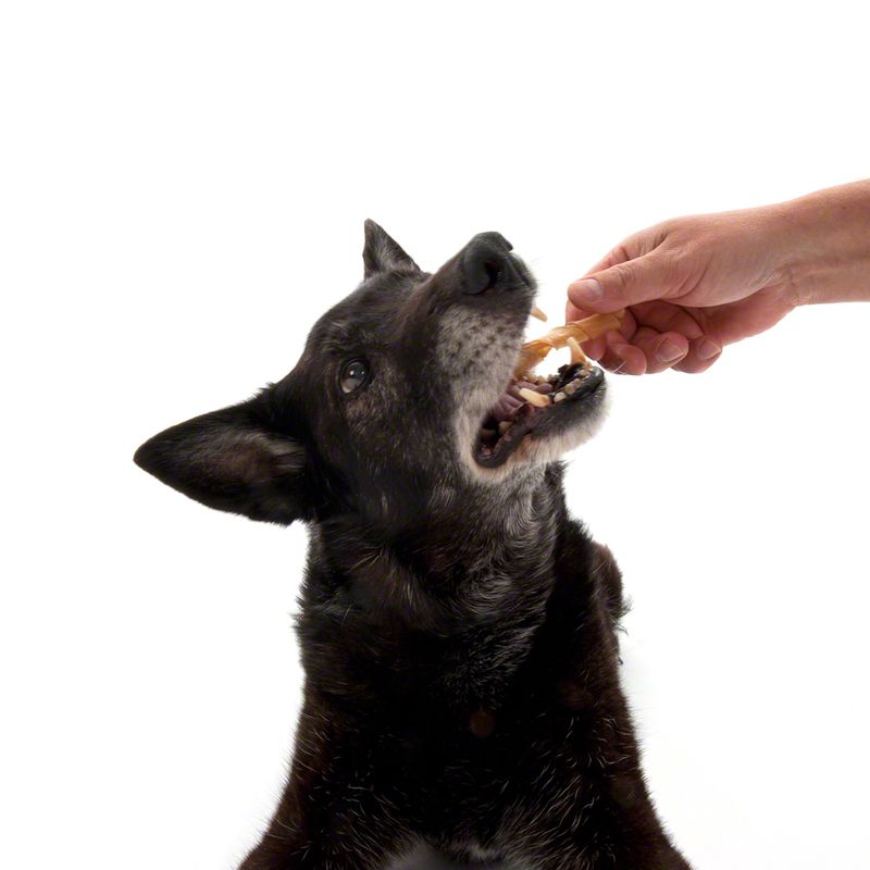 Hand feeding a dog a snack, showing product application.