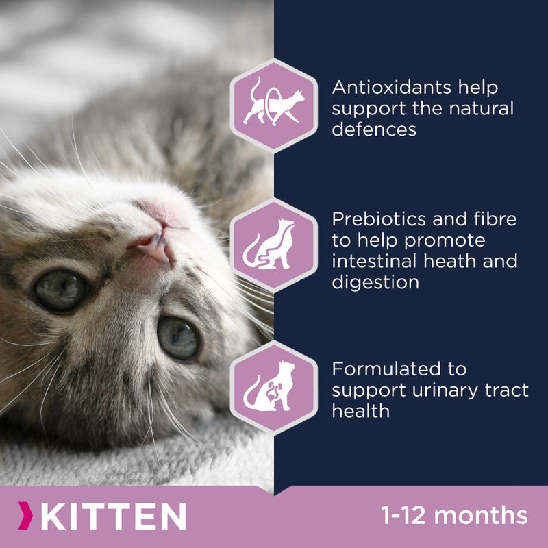 Eukanuba Healthy Start Kitten || undefined || view 3