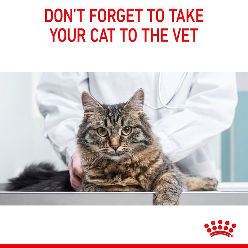 Royal Canin Hairball Care || Royal Canin Care Nutrition || view 11