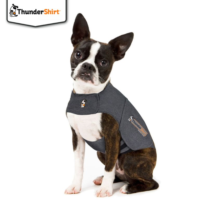 Animal wearing a grey ThunderShirt garment, demonstrating how the product fits and is worn. ThunderShirt branding visible on chest and side of the garment.