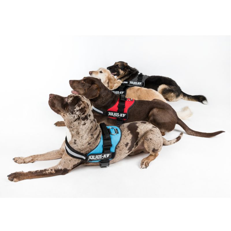 JULIUS-K9® Power Harness - Black || Julius-K9 || view 9
