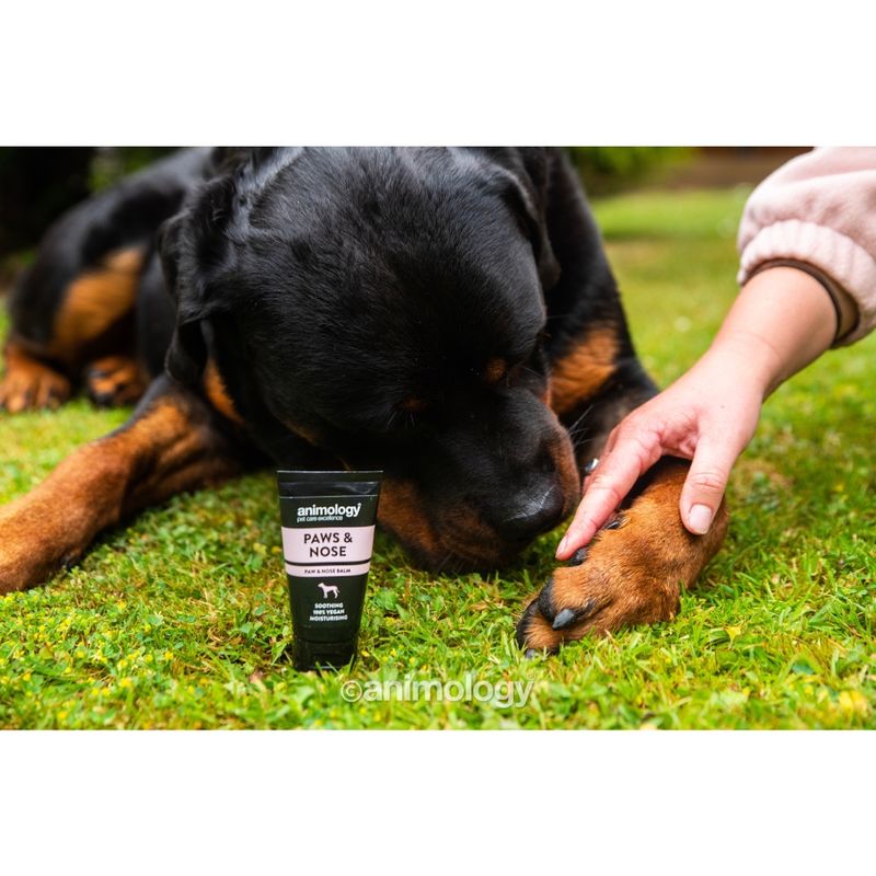 Tube of Animology Paws & Nose balm placed on grass next to a large dog, with a person gently holding the dog's paw, showing product use for paw and nose care.