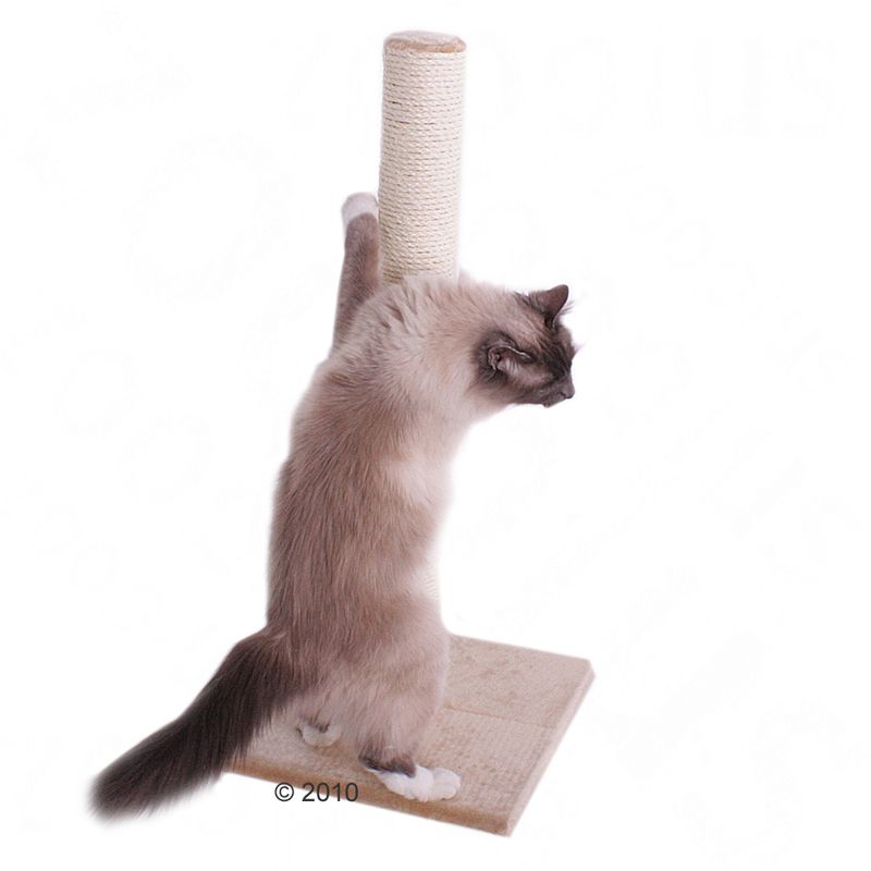 Cat using a scratching post with sisal trunk and square base plate.