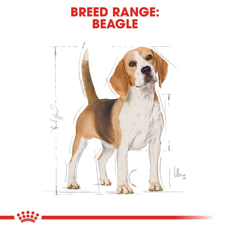 Royal Canin Beagle Adult || Royal Canin Breed || view 5