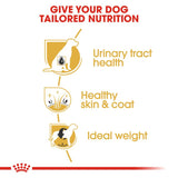 Royal Canin Bichon Frise Adult || Royal Canin Breed || view 3