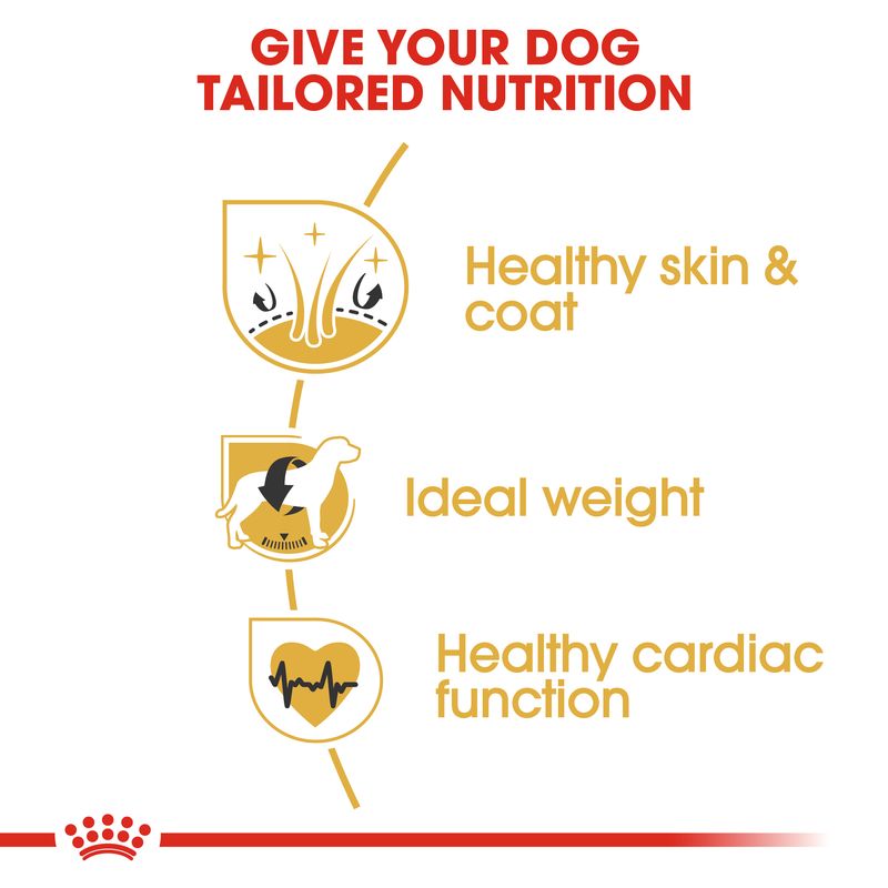 Royal Canin Cocker Spaniel Adult || Royal Canin Breed || view 3