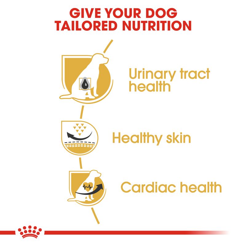Royal Canin Dalmatian Adult || Royal Canin Breed || view 3