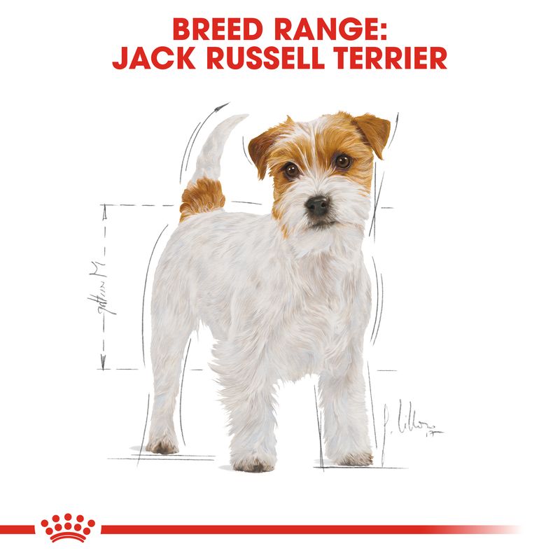 Royal Canin Jack Russell Terrier Adult || Royal Canin Breed || view 5