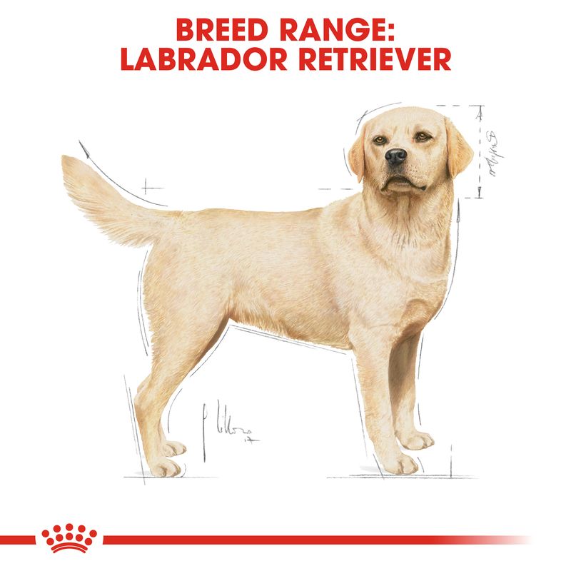 Royal Canin Labrador Retriever Adult || Royal Canin Breed || view 6