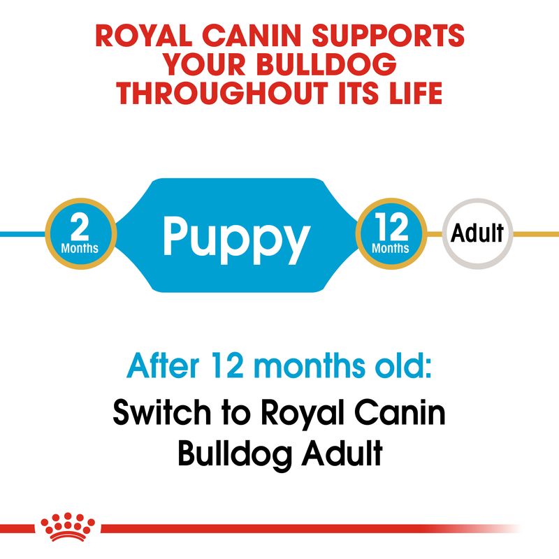 Royal Canin Bulldog Puppy || Royal Canin Breed || view 5