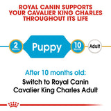 Royal Canin Cavalier King Charles Puppy || Royal Canin Breed || view 8