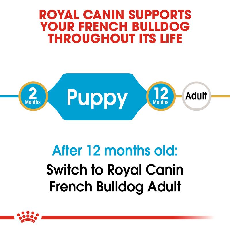 Royal Canin French Bulldog Puppy || Royal Canin Breed || view 6