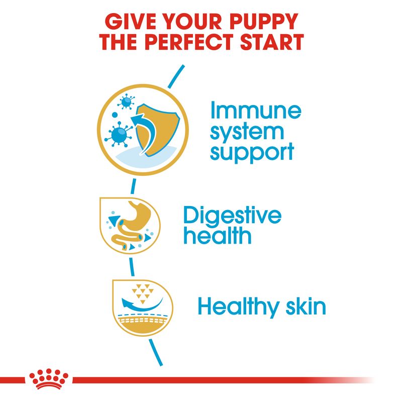 Royal Canin French Bulldog Puppy || Royal Canin Breed || view 4