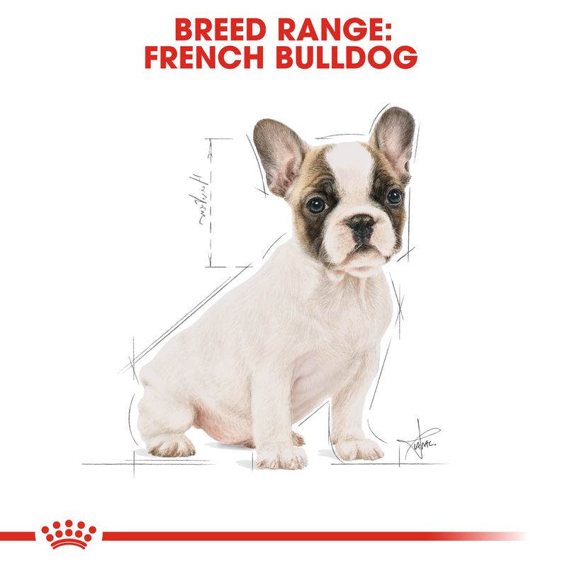 Royal Canin French Bulldog Puppy || Royal Canin Breed || view 5