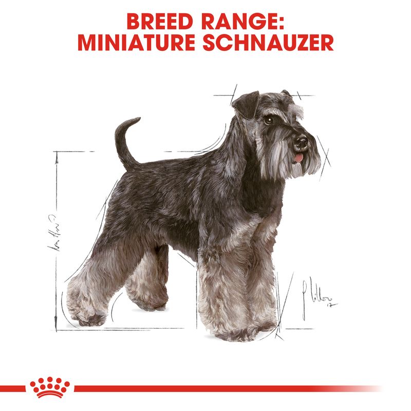 Royal Canin Miniature Schnauzer Adult || Royal Canin Breed || view 5