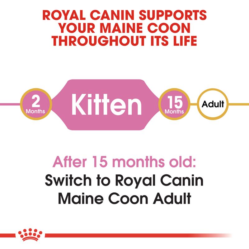 Royal Canin Maine Coon Kitten || Royal Canin Breed || view 4