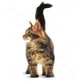 Royal Canin Maine Coon Kitten || Royal Canin Breed || view 5