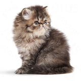 Royal Canin Persian Kitten || Royal Canin Breed || view 5