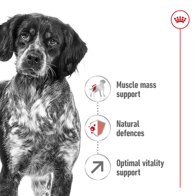 Royal Canin Medium Adult 7+ || Royal Canin Size || view 3