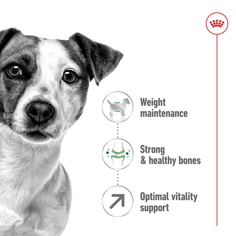 Royal Canin Mini Adult 8+ || Royal Canin Size || view 3