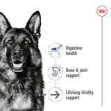 Royal Canin Maxi Ageing in Loaf || Royal Canin Size || view 3