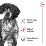 Royal Canin Medium Adult in Gravy || Royal Canin Size || view 4