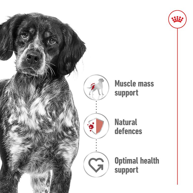 Royal Canin Medium Adult in Gravy || Royal Canin Size || view 4