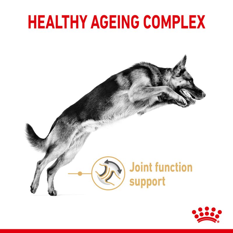 Royal Canin German Shepherd Adult 5+ || Royal Canin Breed || view 3