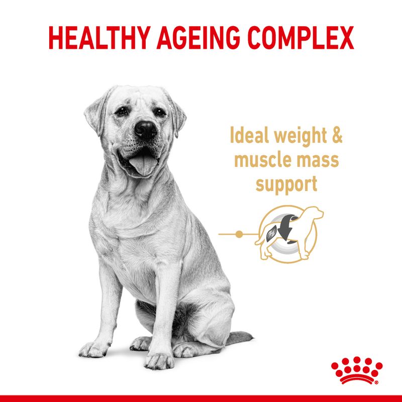 Royal Canin Labrador Retriever Adult 5+ || Royal Canin Breed || view 3
