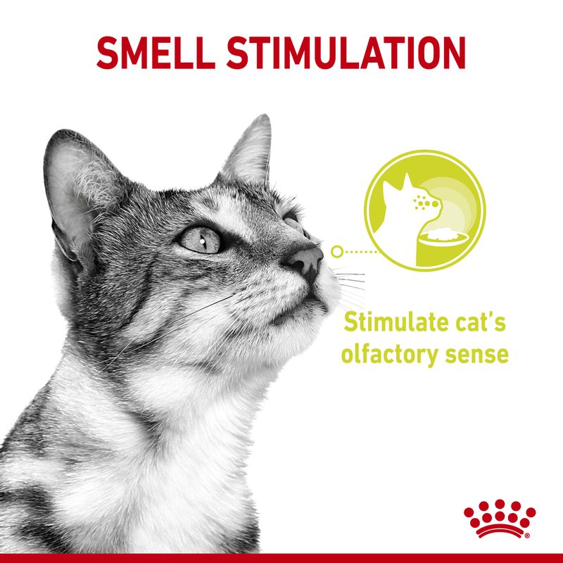 Royal Canin Sensory Mixed Pack in Gravy || undefined || view 3