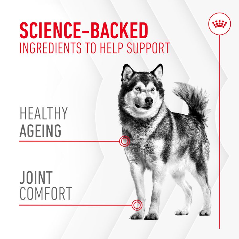 Royal Canin Joint & Ageing Adult Supplement Chews || Royal Canin || view 6