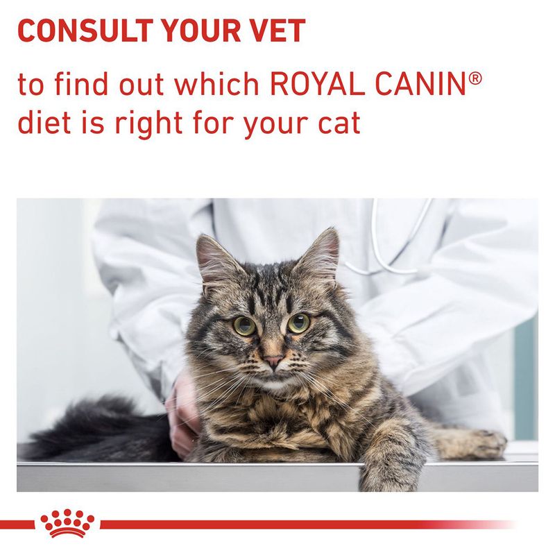 Consult your vet to find out which Royal Canin diet is right for your cat. Image shows a cat at the vet with a person in a white coat.