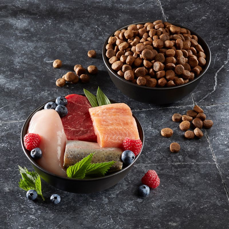 Bowl with raw chicken, beef, salmon, trout, raspberries and blueberries. Next to it, a bowl with brown dry food kibbles.